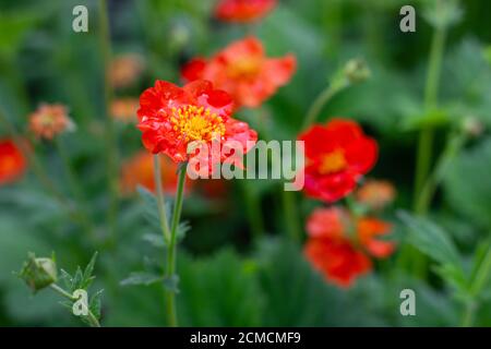 Beautiful red garden flower with green leaves in summer morning. Geum coccineum red flower. Natural flower background. Stock Photo
