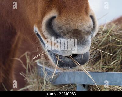 A young horse eats hay during cold winter months in a snowy field. Stock Photo