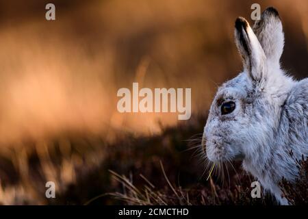 Closeup portrait of a Mountain hare , Scotland Stock Photo