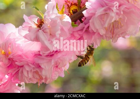 Lonely bee pollinating pink flower. Amber rose bush blossoming. Side view. On green leaves blurry background. Spring nature Stock Photo
