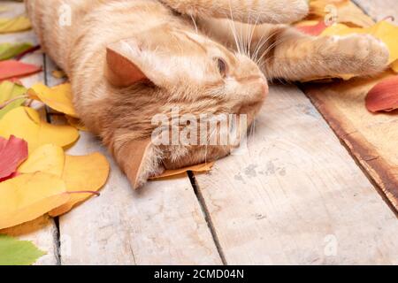 Red kitten sleeping with autumn leaves, place for text