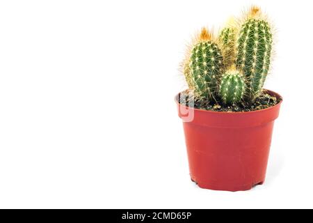 mini cactus plant in small brown pot with white background. copy space Stock Photo