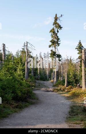 12 September 2020, Lower Saxony, Oderbrück: Dead trees stand by the Oderteich pond in the Harz National Park. The Harz is one of the most important tourist regions in Germany. Photo: Stephan Schulz/dpa-Zentralbild/ZB Stock Photo