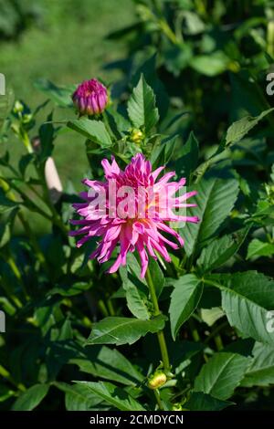 Pink Dahlia variety Lauma flowering in a garden Stock Photo