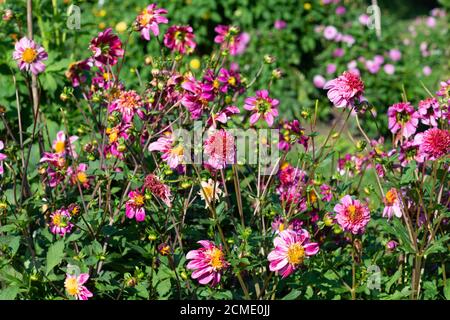 Pink Dahlia variety Puff-N-Stuff flowering in a garden Stock Photo