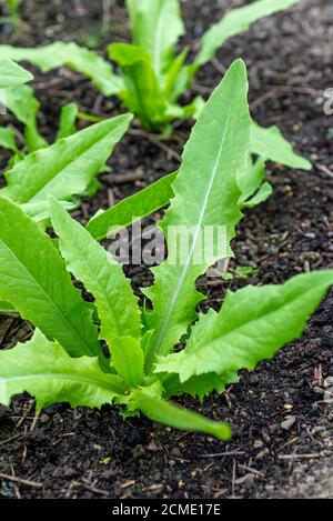 Celtuce (Lactuca sativa var. asparagina) plants growing in a vegetable garden. UK. Stock Photo