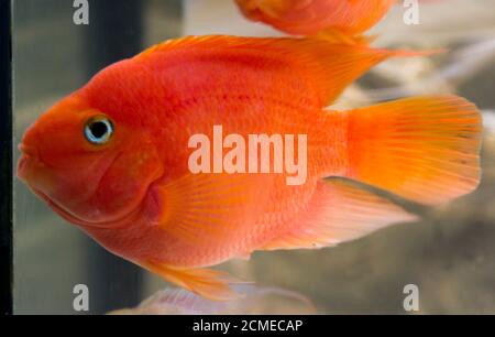 orange parrot fish African cichlid fish aquarium Stock Photo