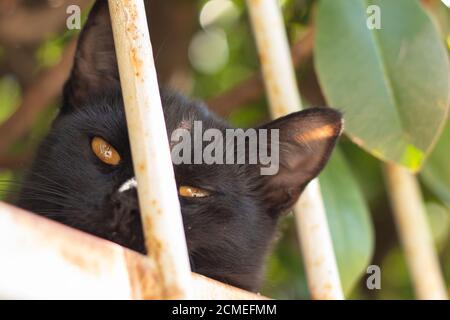 Head of a small black cat lying and sleeping on the fence, looking at the camera Stock Photo