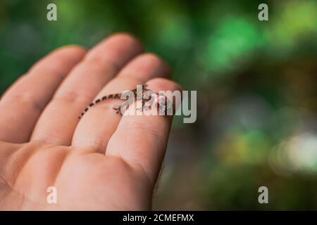 Tiny black and yellow common house gecko standing on a mans hand, skin missing from its head with flesh and blood vessels inside visible Stock Photo