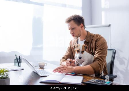 concentrated businessman using laptop while working with jack russell terrier dog in office Stock Photo