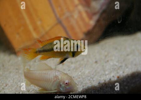 apistogramma cacatuoides African cichlid fish cominity aquarium Stock Photo