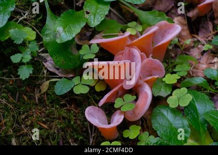 rose hirneola auricula-judae or Auricularia - fungus, also known as jew's ear, wood jelly between green plants Stock Photo