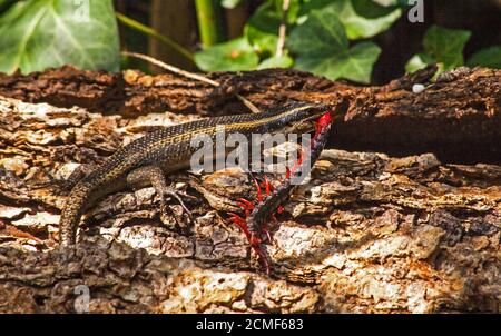 Speckled Rock skink with Centipede prey 8608 Stock Photo