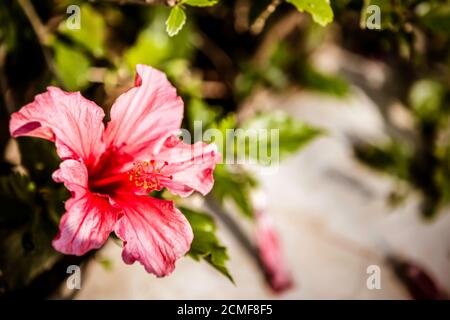 Hibiscus rosa-sinensis in garden malvacee Stock Photo