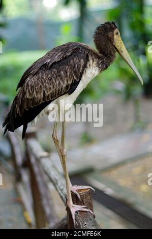 dark stork sitting on bridge railings, ciconia, at rainy day. Stock Photo