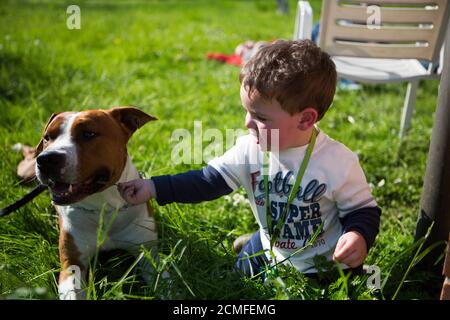 milan / italy - 06 01 2014: beautiful little bmilan / italy - 06 01 2014: beautiful little boy playing with big american staffordshire terrier dog amstaffoy playing with big american staffordshire terrier dog amstaff. High quality photo Stock Photo