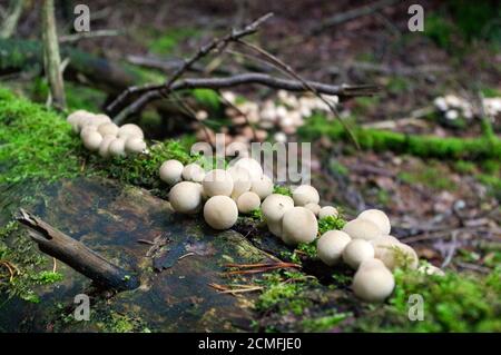 Lycoperdon marginatum mushroom growing in a forest ground. commonly known as the peeling puffball Stock Photo