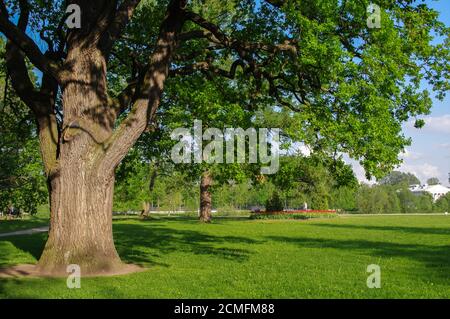 Spring meadow with big tree  fresh green leaves Stock Photo