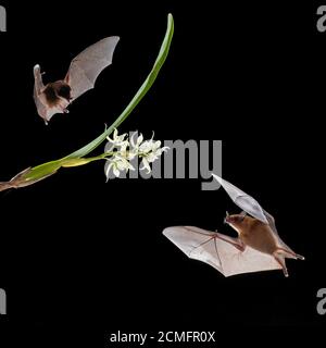 Orange Nectar Bats (Lonchophylla robusta) feeding on Little clamshell orchid (Prestechea cochleata) flower, lowland rainforest, Costa Rica Stock Photo