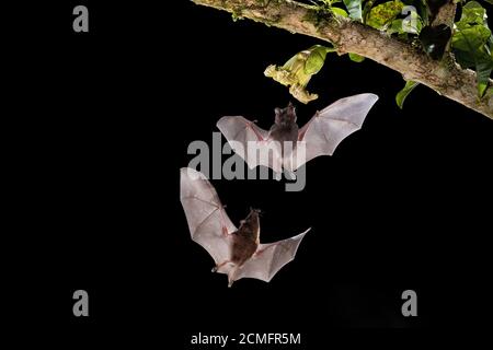 Pallas's long-tongued Bats (Glossophaga soricina) feeding from Calabash gourd flower (Crescentia cujete), Lowland rainforest, Costa Rica Stock Photo