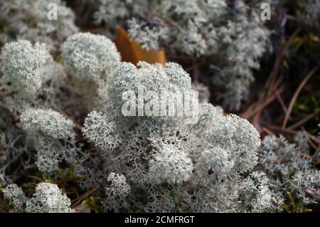 White moss in the forest closeup Stock Photo