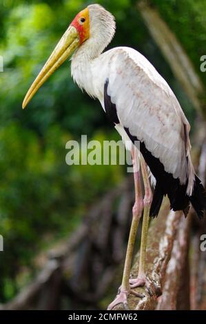 white stork sitting on bridge railings, ciconia, at rainy day. Stock Photo