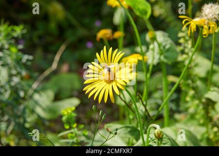 Flowers of Great Leopard's Bane (Doronicum pardalianches) with Hoverfly Syrphus ribesii feeding on the pollen. England, UK, GB, Stock Photo