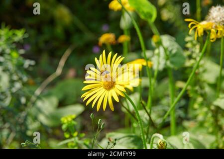 Flowers of Great Leopard's Bane (Doronicum pardalianches) with Hoverfly Syrphus ribesii feeding on the pollen. England, UK, GB, Stock Photo