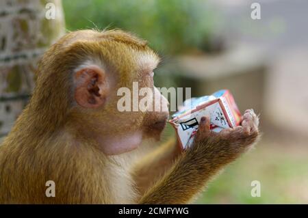 lonely male long-tail mountain monkey drinking juice from a package, close up. macaca in Thailand Stock Photo