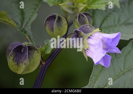 a wild blooming blue Physalis Stock Photo