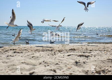 seagulls fly over the sandy coast of the Black Sea on a summer day, Ukraine Kherson region Stock Photo