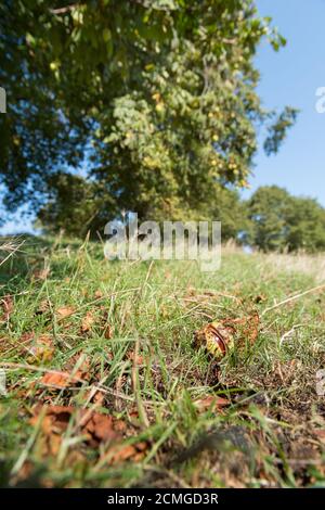 Aesculus hippocastanum, the horse chestnut with pricky cases of splitting seeds on mature tree, sign of coming autumn and season change Stock Photo