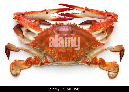 boilded japanese blue crab isolated on white background Stock Photo