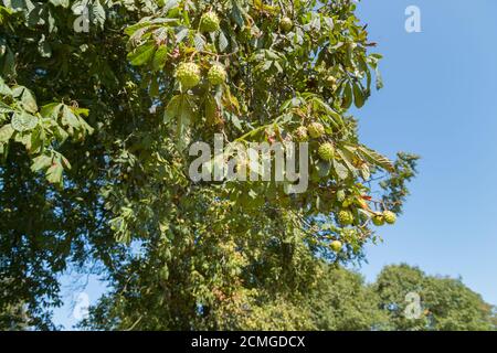 Aesculus hippocastanum, the horse chestnut with pricky cases of splitting seeds on mature tree, sign of coming autumn and season change Stock Photo