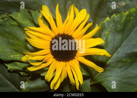 Nectar guides or honey guide markings on flowers of some angiosperm species that assist to guide pollinators to rewards of nectar pollen seen under UV Stock Photo