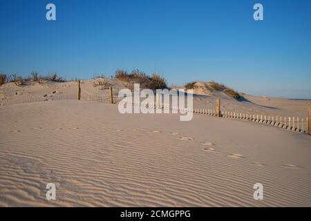 Sand Dunes of Assateague Island with wood fence, seagrass, and cloudless sky. Stock Photo