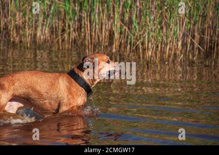 American pit bulls running in the water Stock Photo