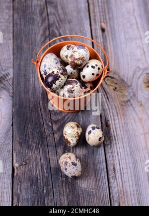 Fresh quail eggs in a bucket Stock Photo