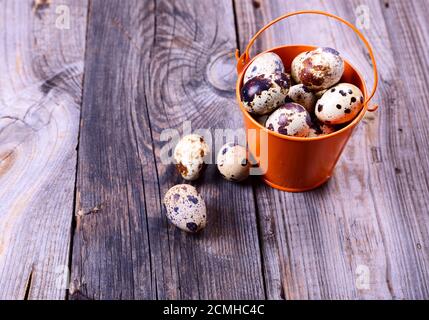 Fresh quail eggs in a bucket on a gray wooden surface Stock Photo