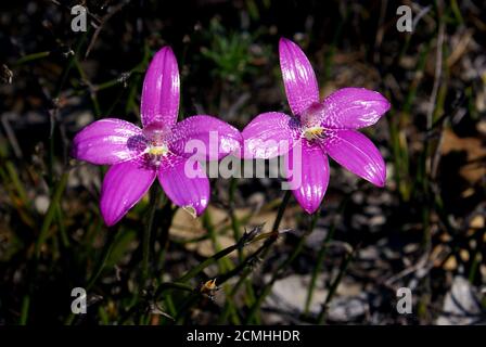 Australian wildflowers: Colorful flowers of Elythranthera emarginata, the Pink Enamel Orchid in natural habitat in Southwest Western Australia Stock Photo