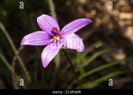 Australian wildflower: Colorful flower of Elythranthera emarginata, the Pink Enamel Orchid in natural habitat in Southwest Western Australia Stock Photo