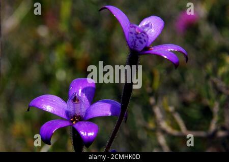 Australian wildflowers: Colorful flowers of Elythranthera brunonis, the Purple Enamel Orchid in natural habitat in Southwest Western Australia Stock Photo