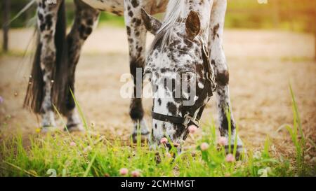 On a sunny summer day, a beautiful spotted black and white horse grazes in a meadow and eats field grasses. Farming. Agricultural industry. Stock Photo