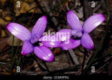 Australian wildflowers: Colorful flowers of Elythranthera brunonis, the Purple Enamel Orchid in natural habitat in Southwest Western Australia Stock Photo