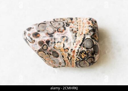 closeup of sample of natural mineral from geological collection - tumbled Leopard Skin Jasper (Jaguar Stone) rock on white marble background from Mexi Stock Photo