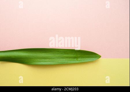 Textural leaf of a tropical plant on a pink-green pastel background. Stock Photo
