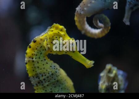 beautiful seahorse in swimming aquarium yellow and black Stock Photo