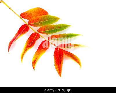 colorful autumn leaf isolated on white background Stock Photo