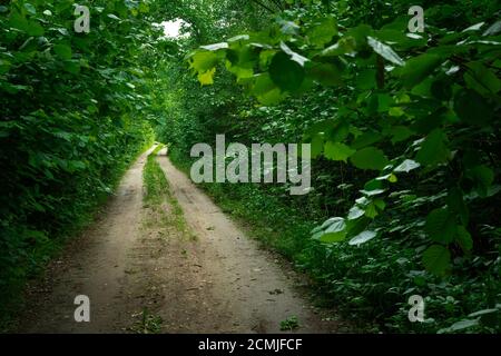 Dirt road through green dense deciduous forest Stock Photo