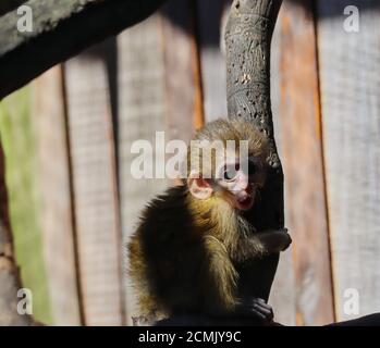 Baby of Gabon Talapoin (Miopithecus Ogouensis), also known as the Northern Talapoin. Baby Monkey on Tree Branch in Czech Zoo Park. Stock Photo